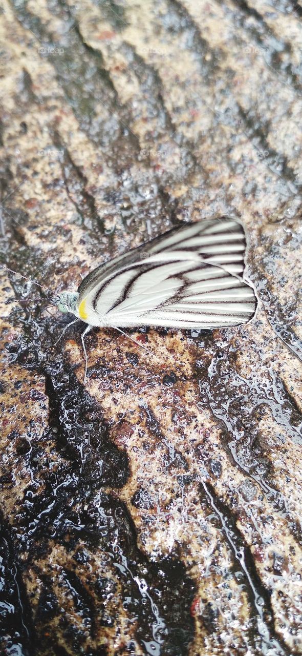 A white butterfly perched on a wet terrace