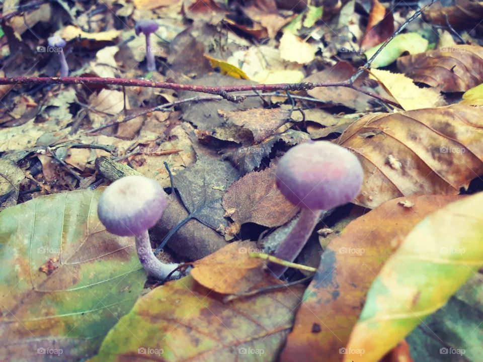 tete a tete mushroom