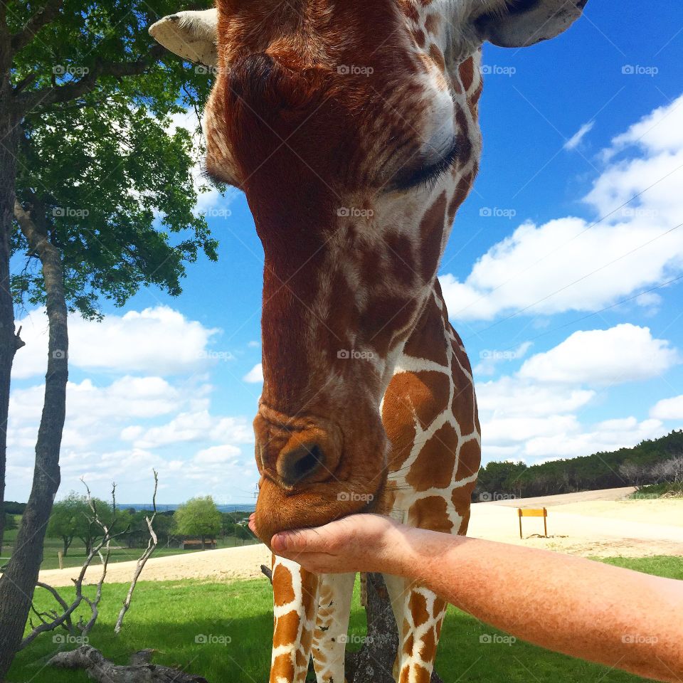 Feeding giraffe