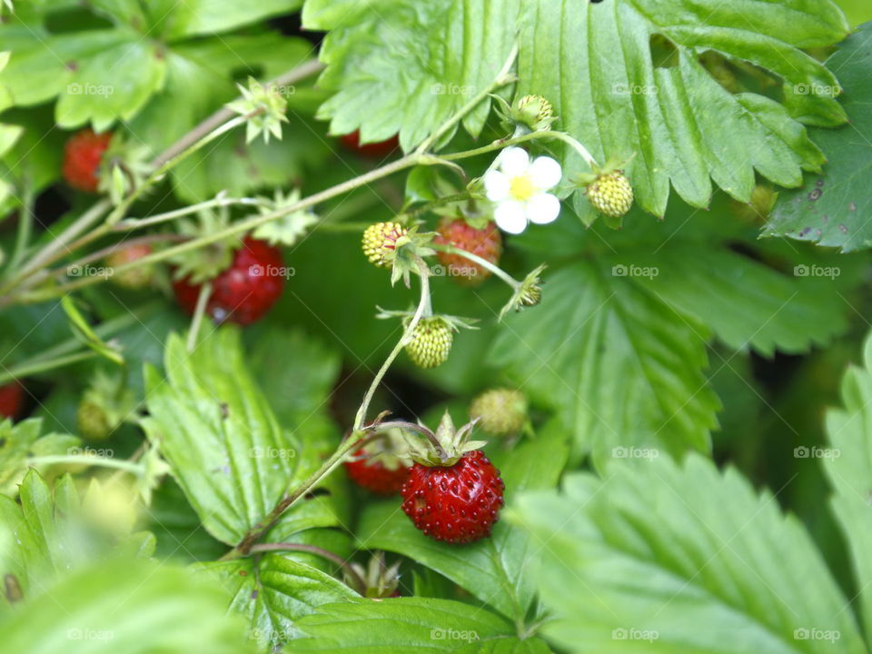 Mini Strawberry