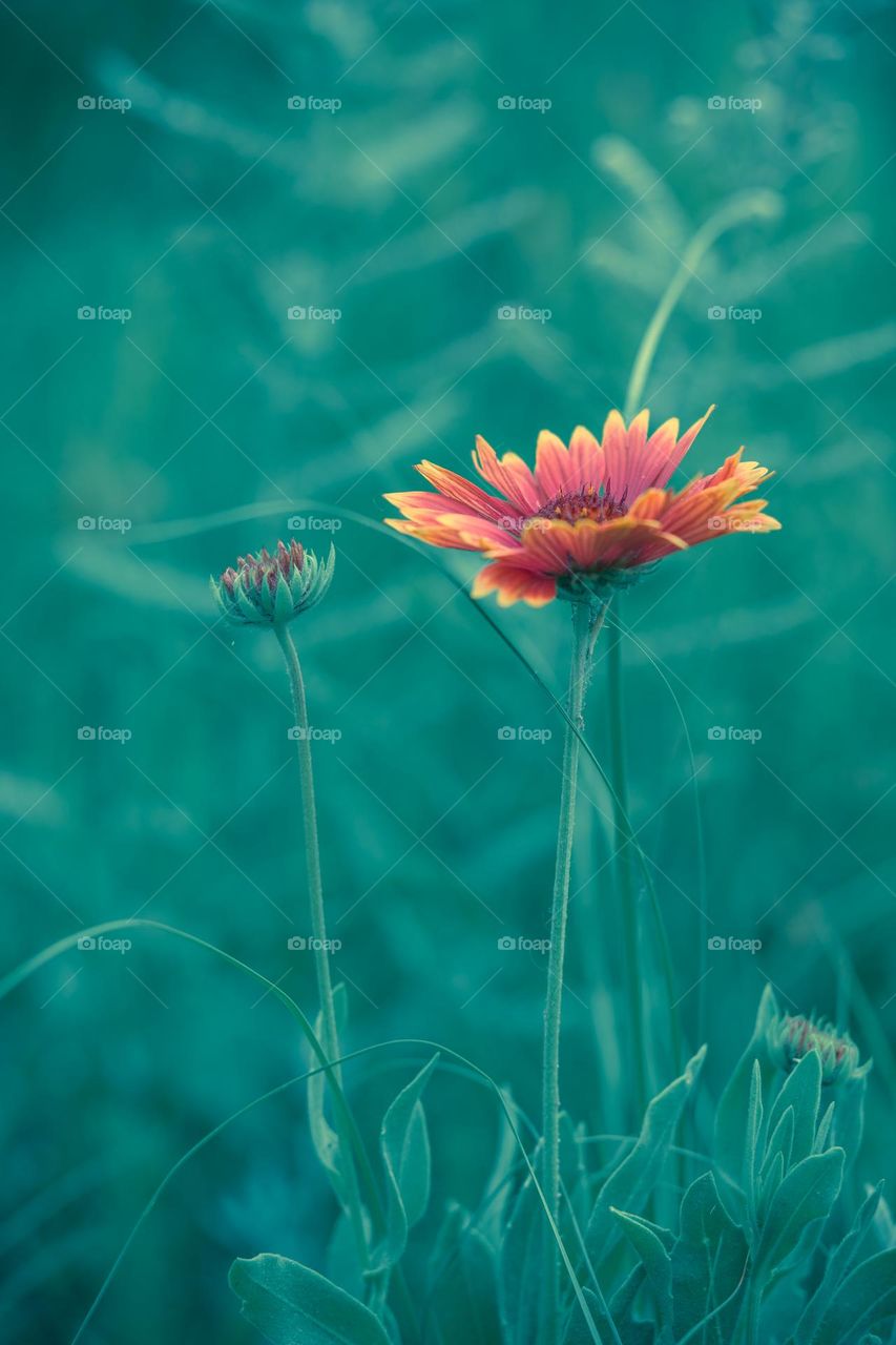 The Blanket Flower in nature with a few buds waiting to bloom