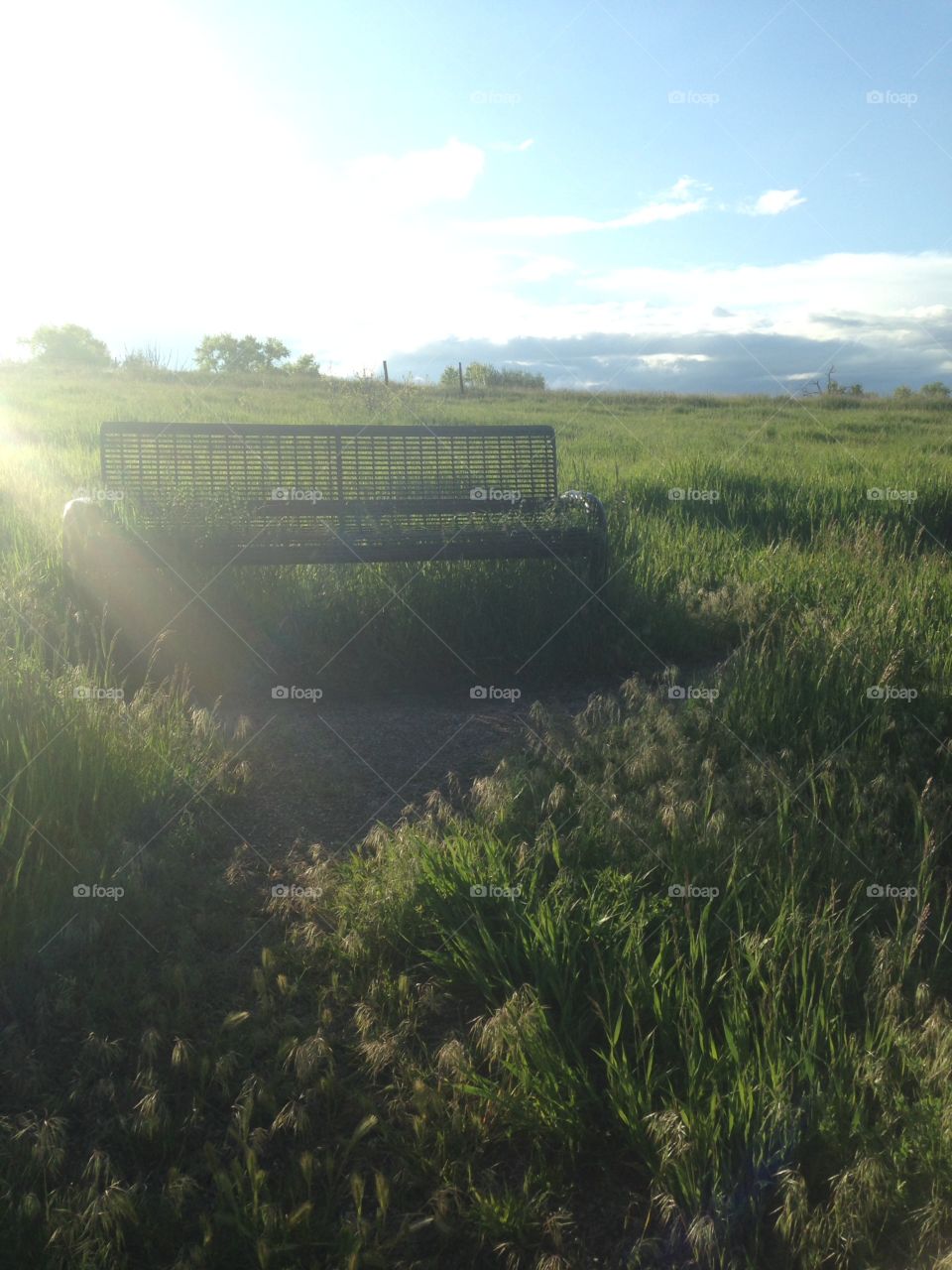 Bench in the meadows