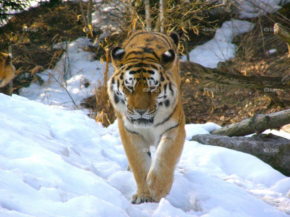 Winter Tiger