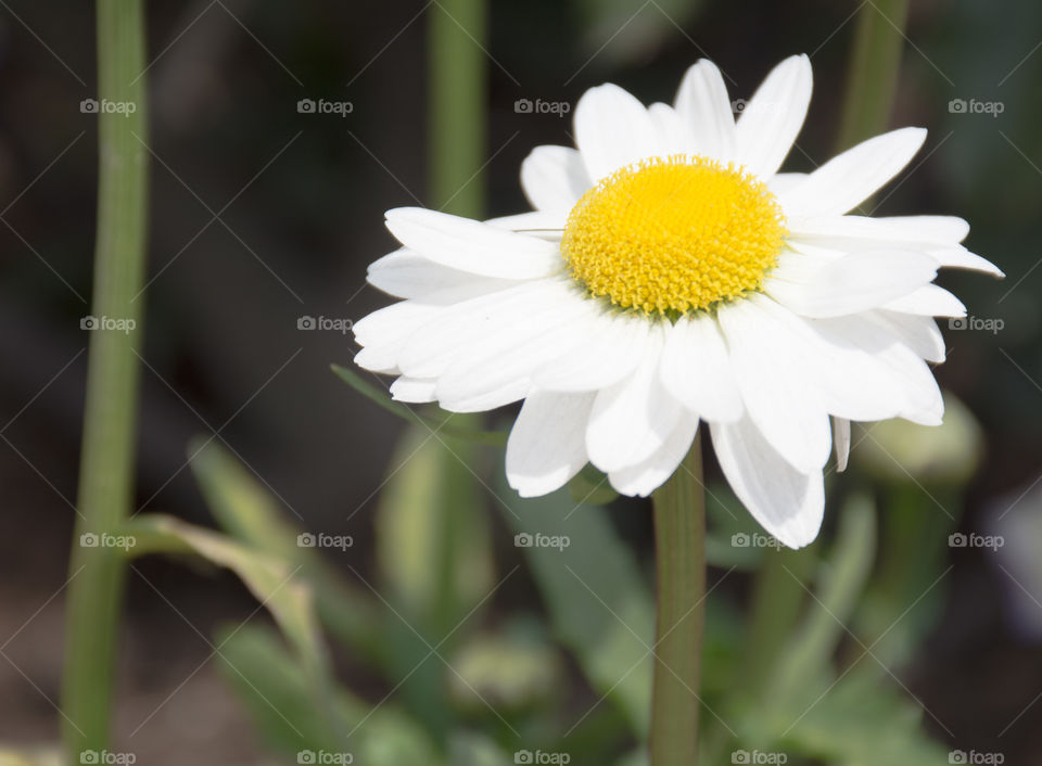 white and yellow daisy