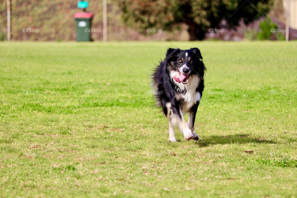Space for copy, border collie running toward camera outdoor motion