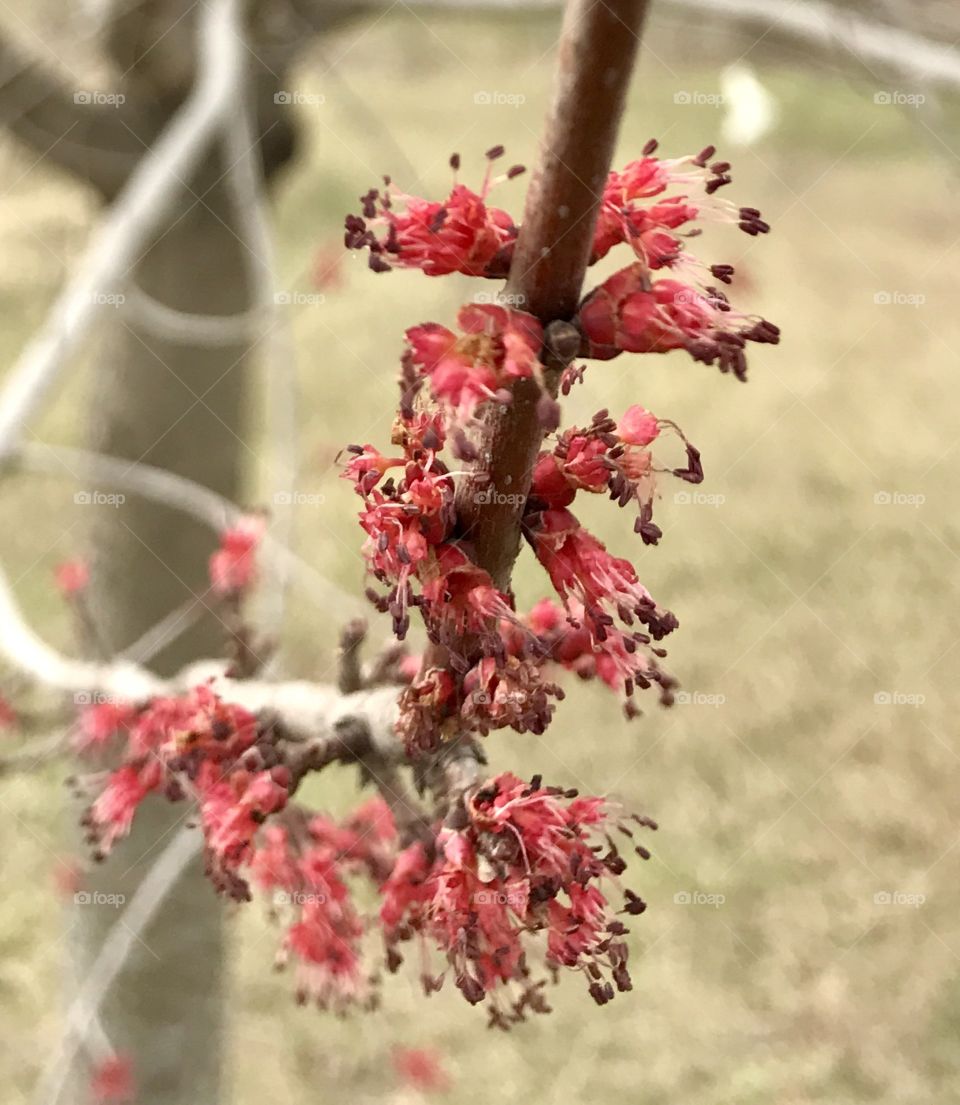 Ornamental Pear Blooming