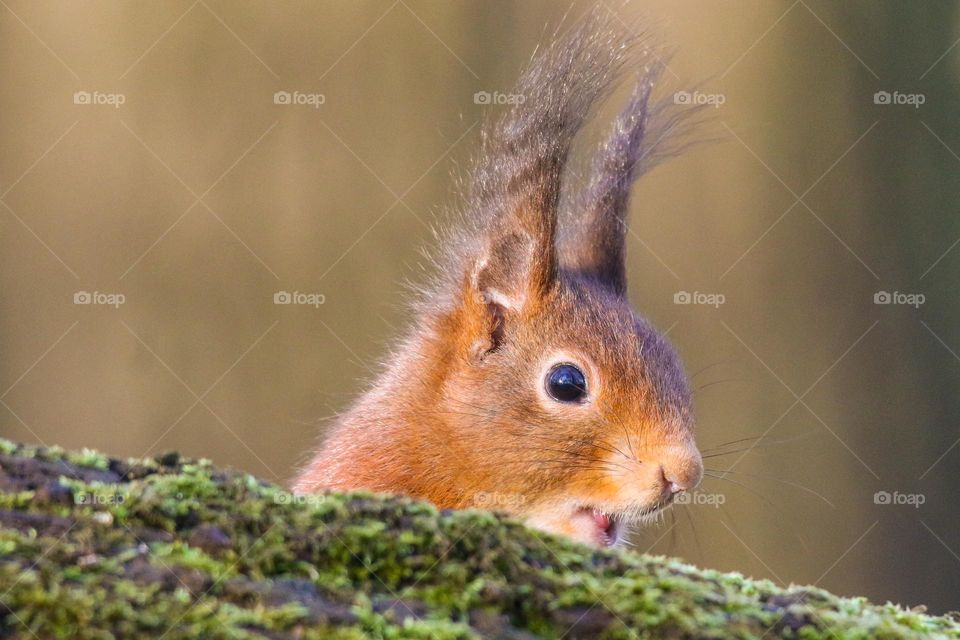 Red squirrel close up head portrait