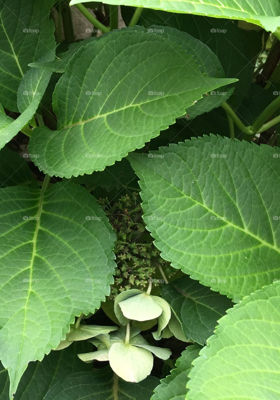 Hydrangea bush had drought & never bloomed!