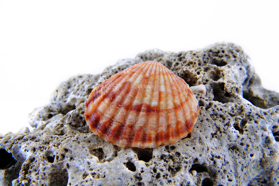 Seashell on stone