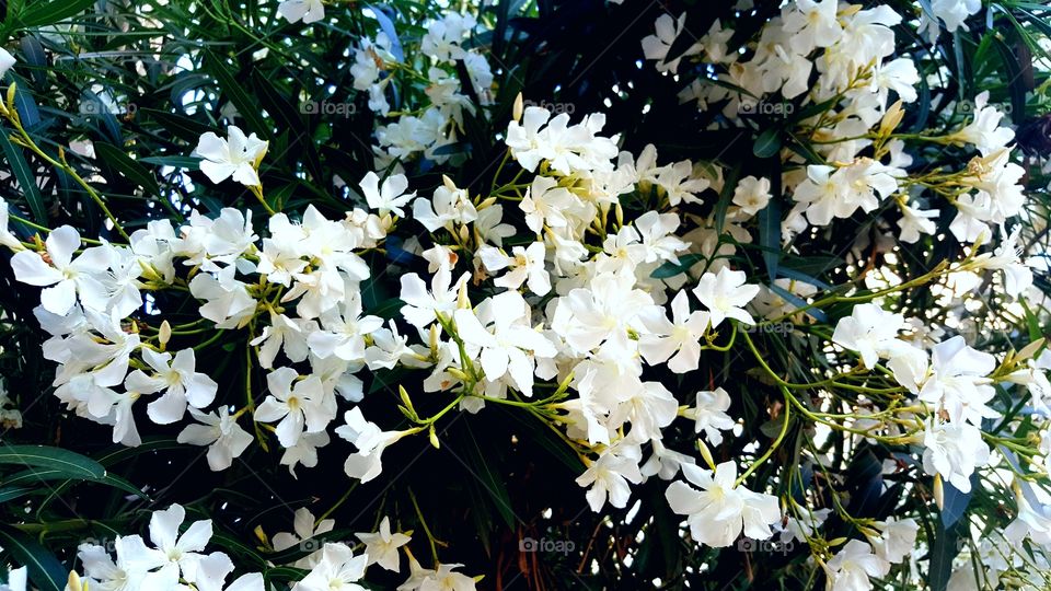WHITE FLOWERS