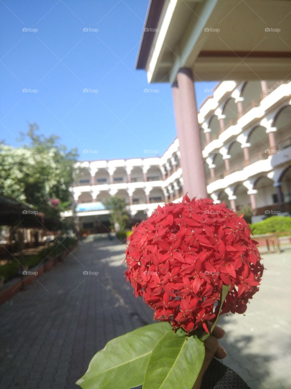 A big blossom of many small small red flowers, looking very beautiful and attractive!!!