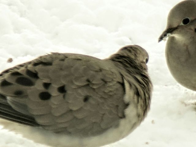 two doves in the snow.