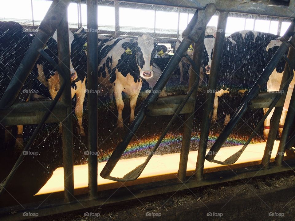 Rainbow & cows . Rainbow peeking through at the dairy farm 
