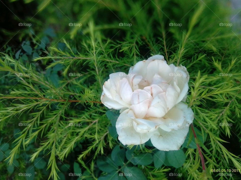 Nature, Leaf, Closeup, Flora, No Person