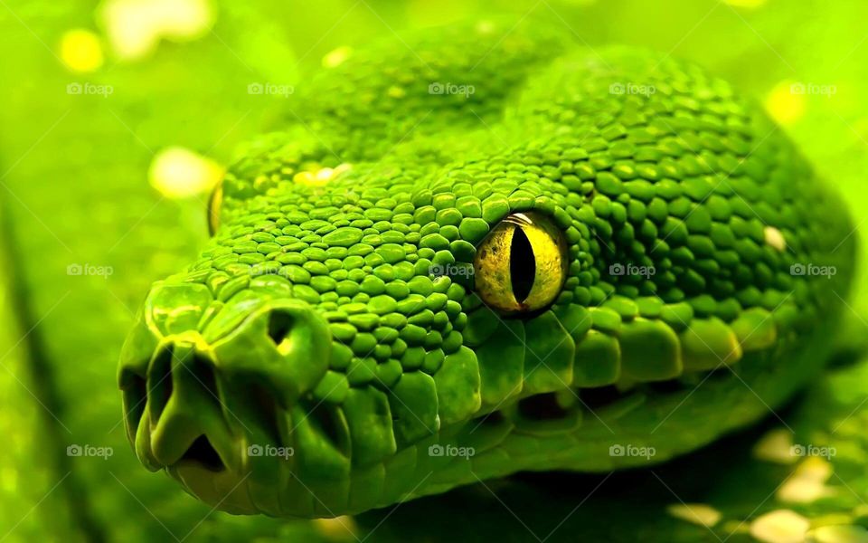 Green snake python 