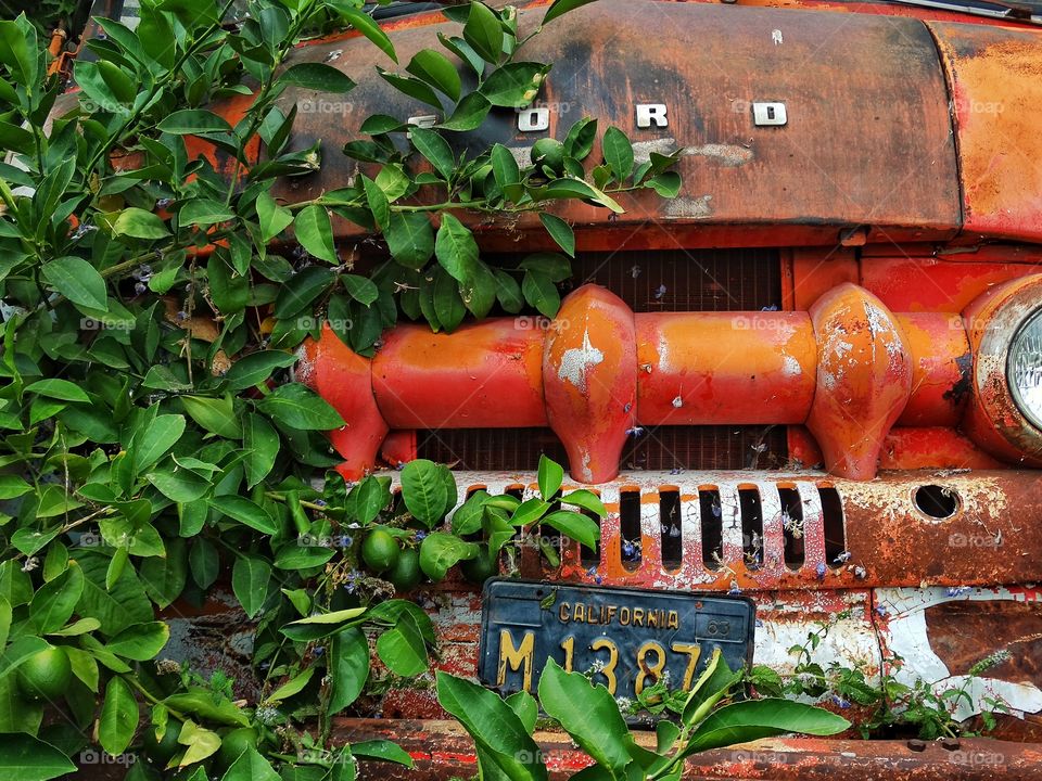 Rusty Old Truck. Derelict Antique Ford Truck Overgrown With Vines
