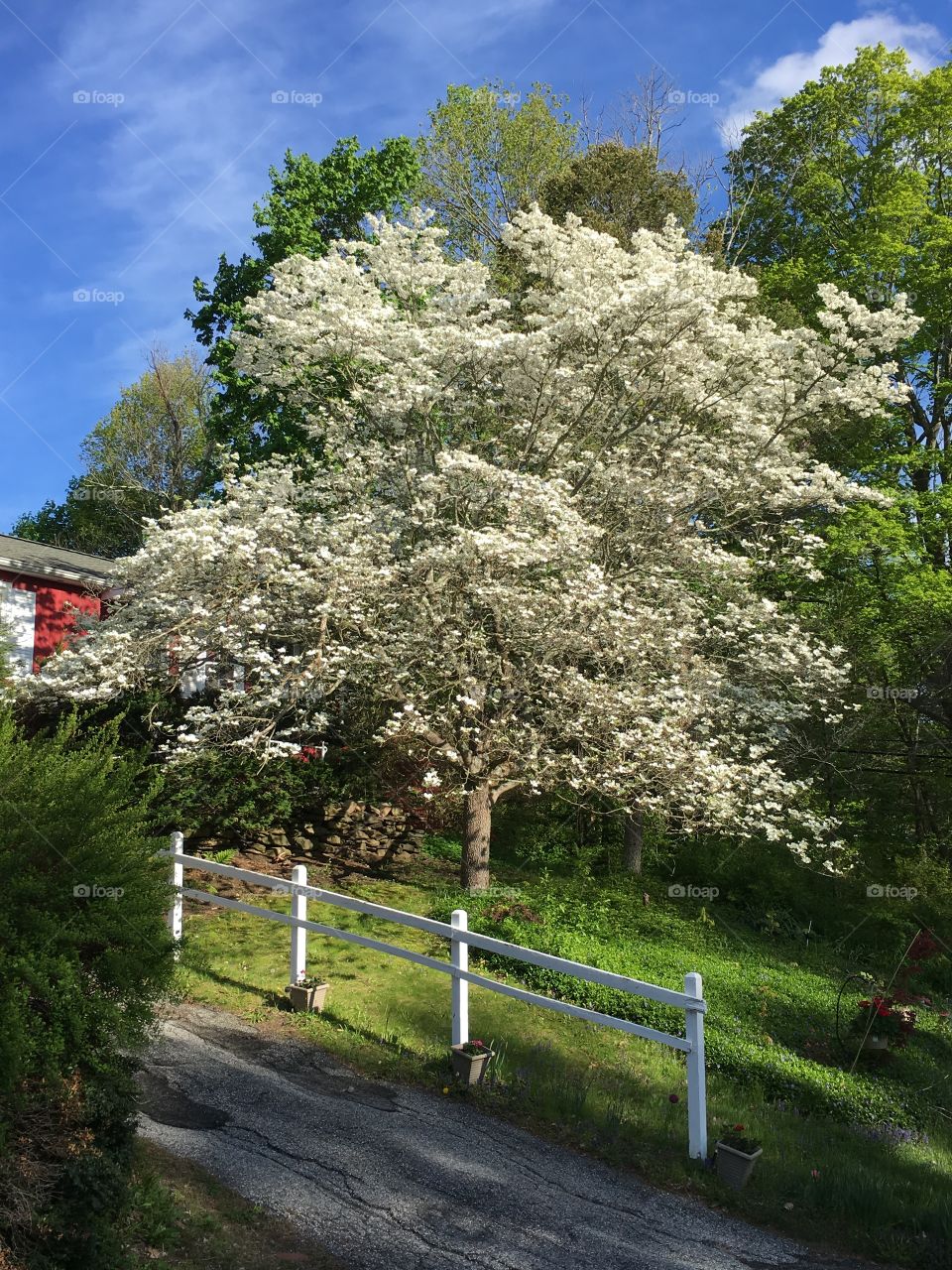 Dogwood front yard 