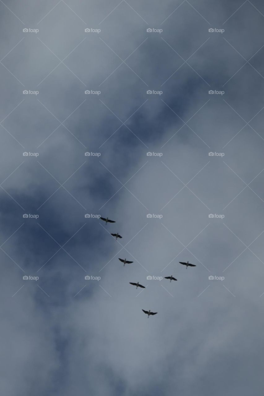 Vögel in Formation
