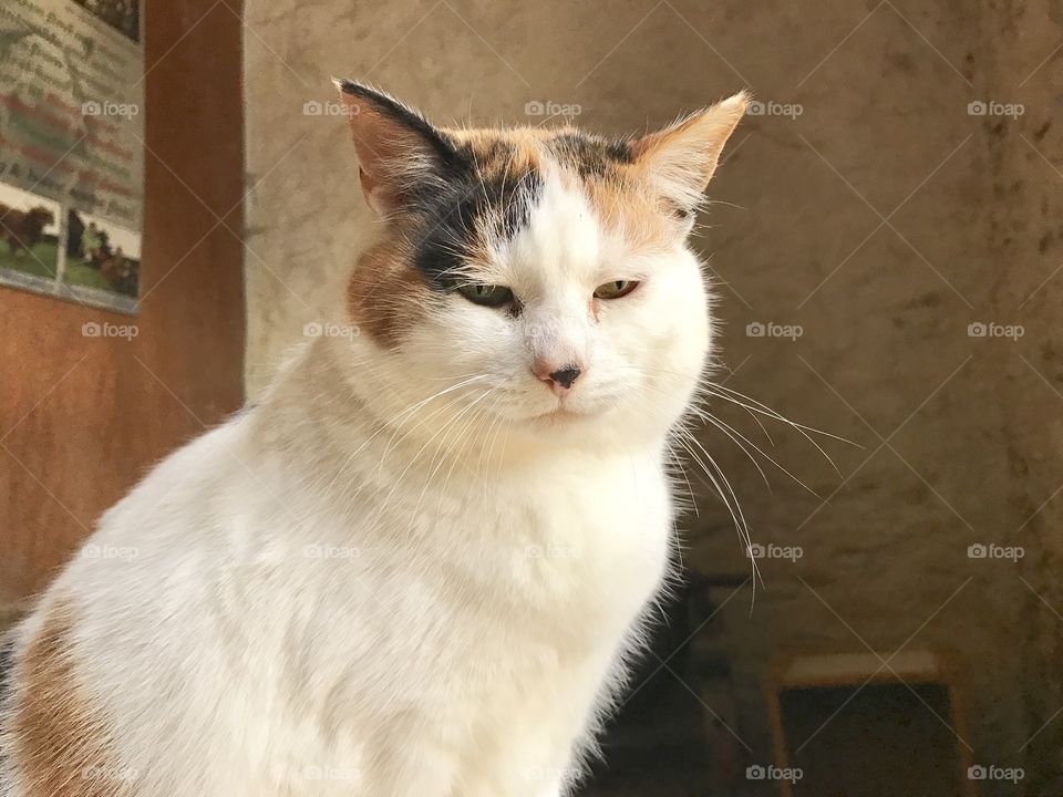 One of the farm cats at Blaze Farm in Macclesfield, England. 