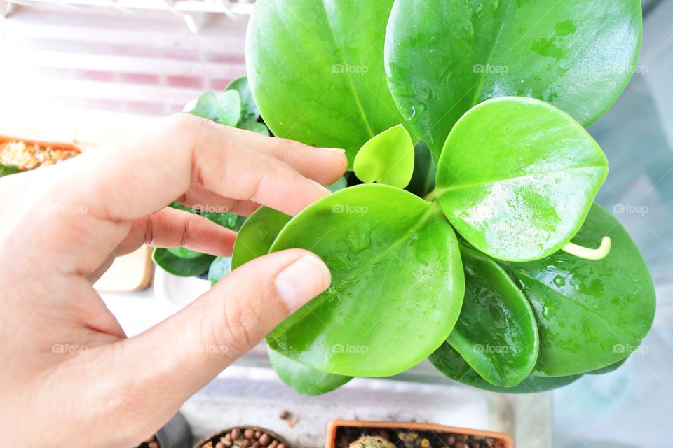 Protecting your plants with your hands 