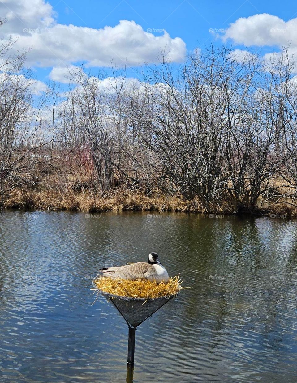 Canada Goose nesting in the spring