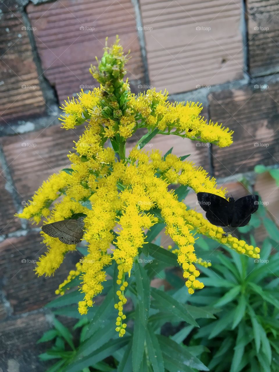 a black butterfly and a brown lodge on a yellow flower
