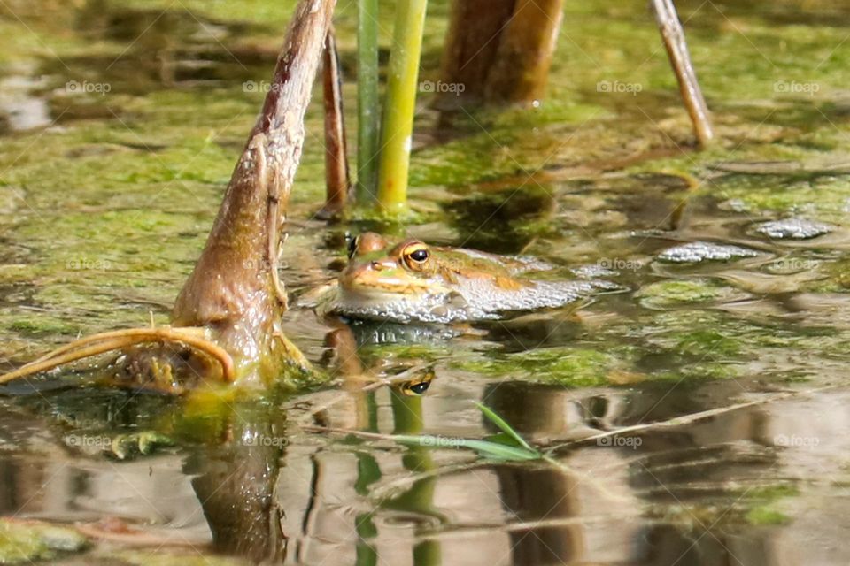 Green frog