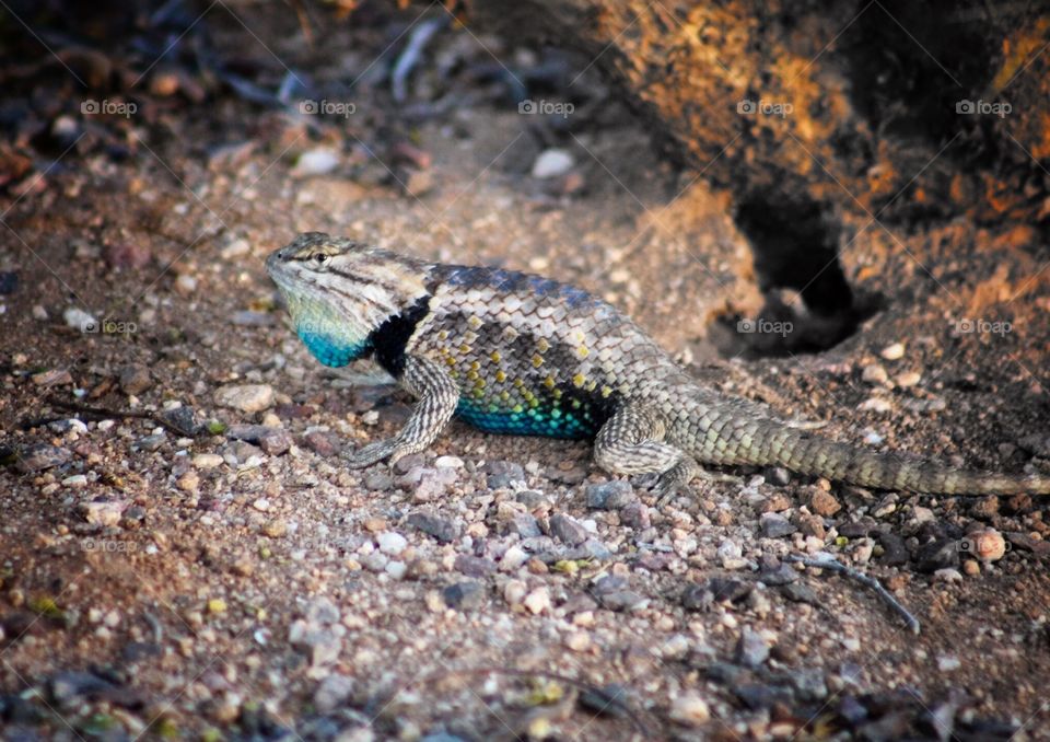 Desert spiny lizard