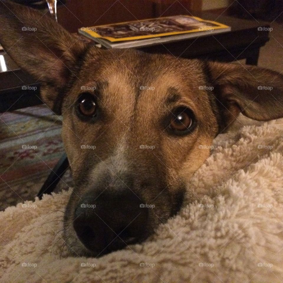 Big dog eyes and ears