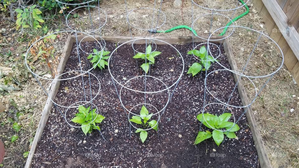 Pepper plants just planted