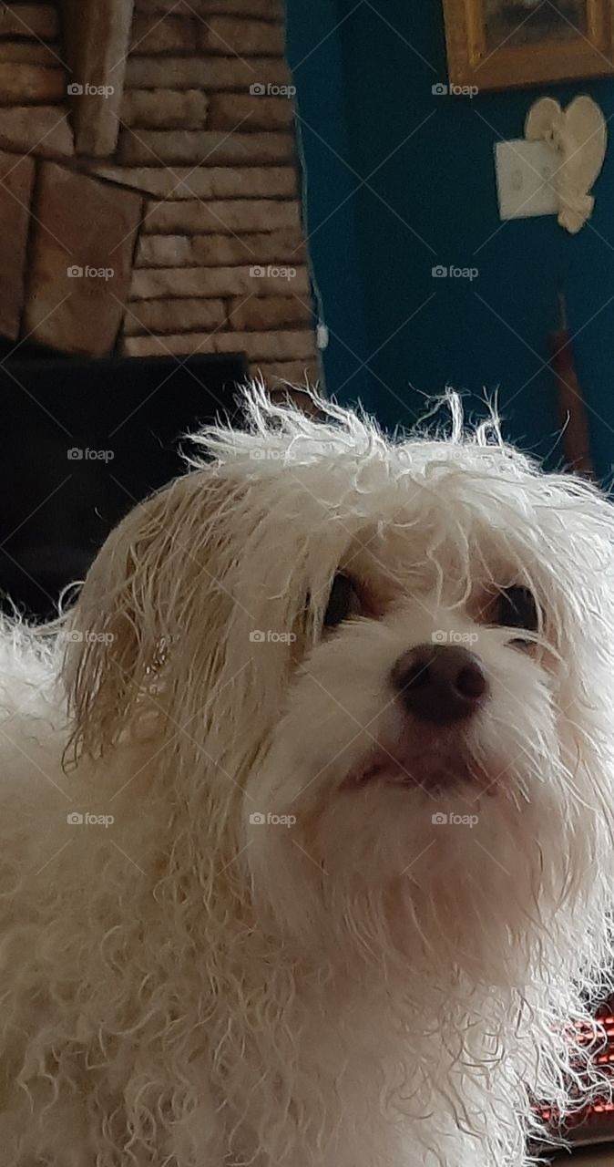 now the brush and scissors  😱