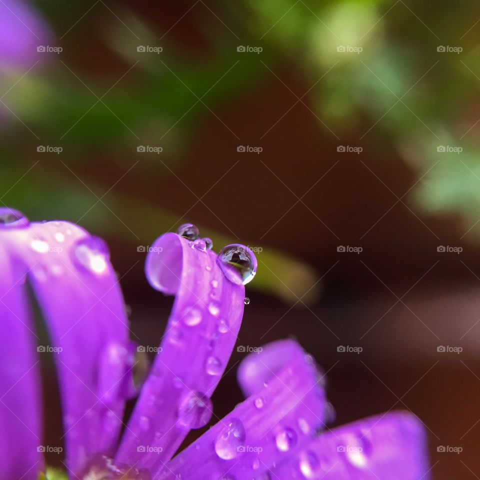 Drops