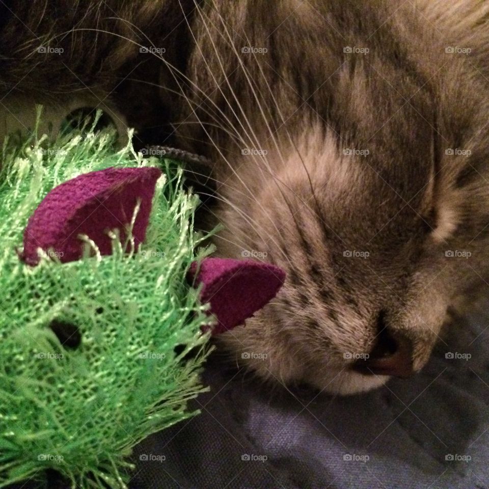 Happy the cat snuggling 