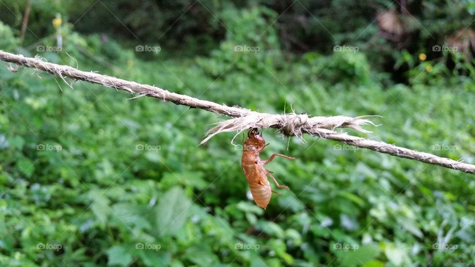 Cicada shell