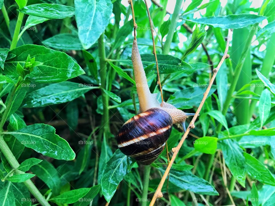 Snail
