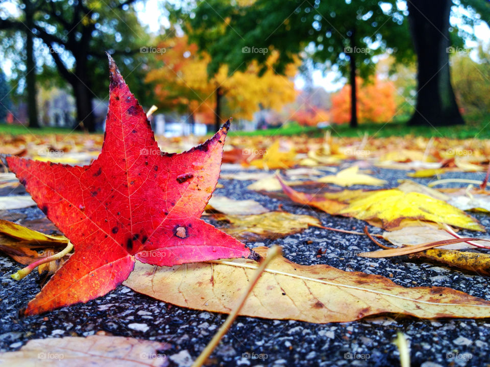 Fall, Maple, Leaf, Nature, Color