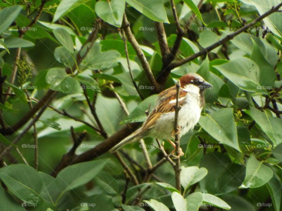 Bird in the bush