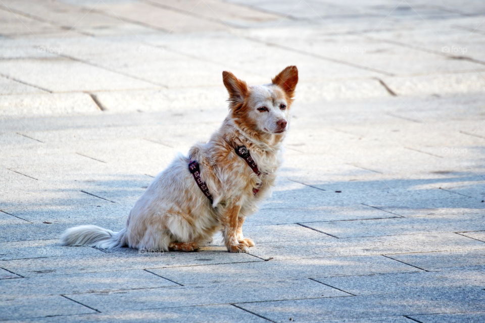 little dog in the street