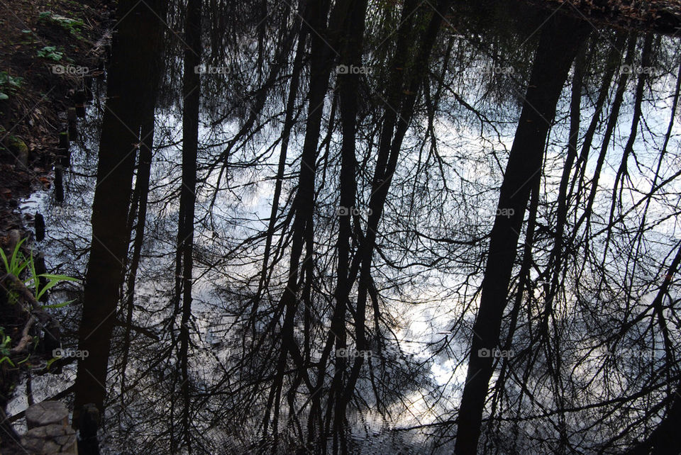 trees water reflection branches by Nikita80