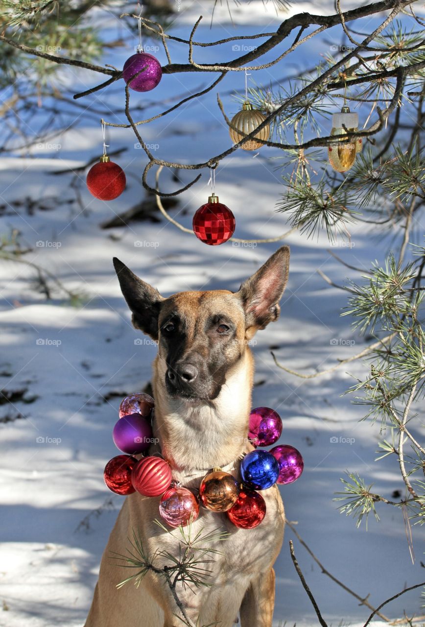 Christmas malinois