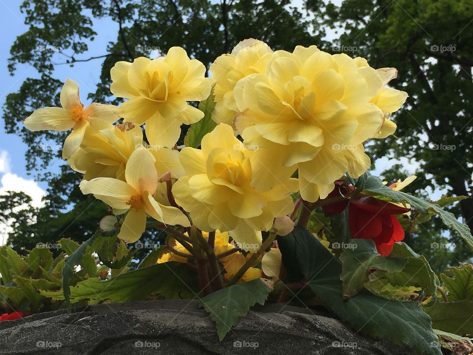 Yellow flowers, blue sky