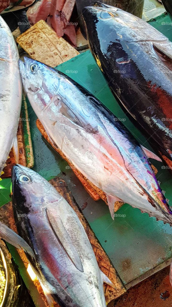 "Fish"...
#Jayapura City...
#Papua...