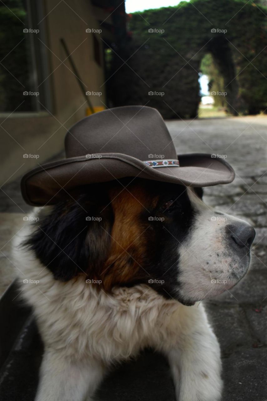 Dog and hat