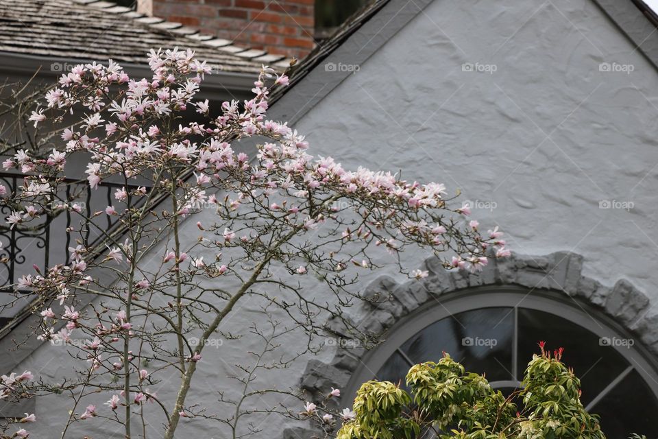 Magnolia by the window 