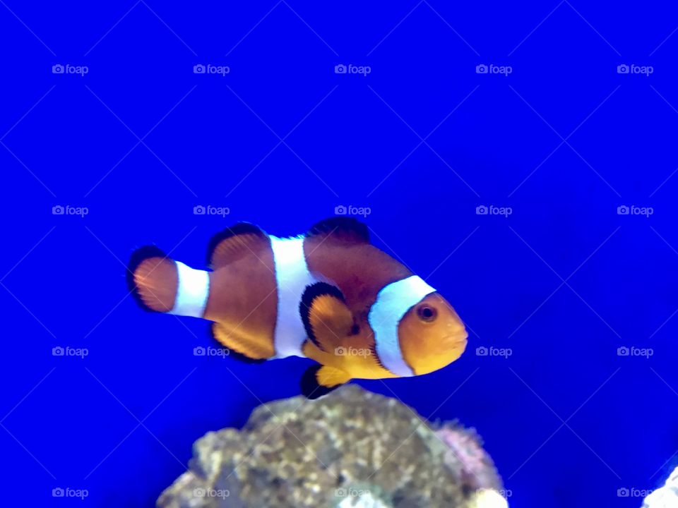 Nemo