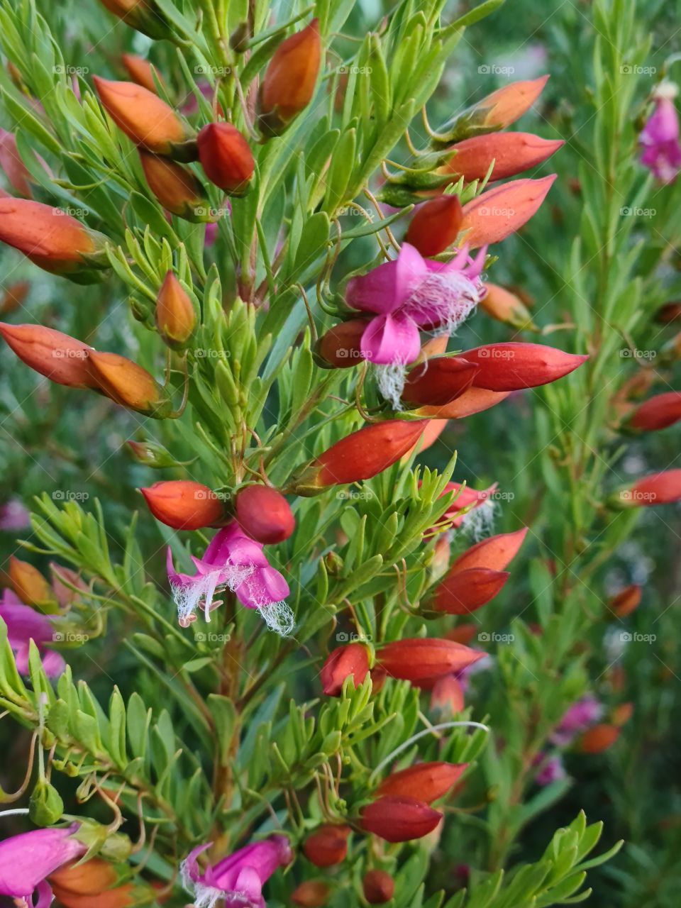 Vibrant red of the beautiful developing Eremophila flower