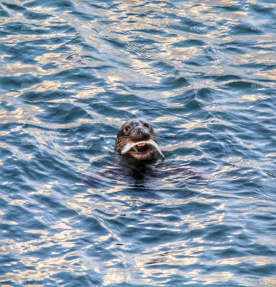 Fishing Seal. A common seal pops his head above the surface of the water with a freshly caught fish in his mouth.