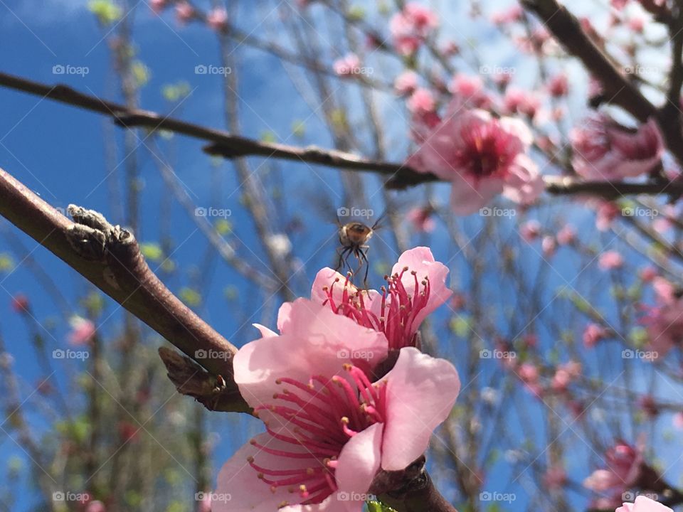 Hover bee on pink spring blooms