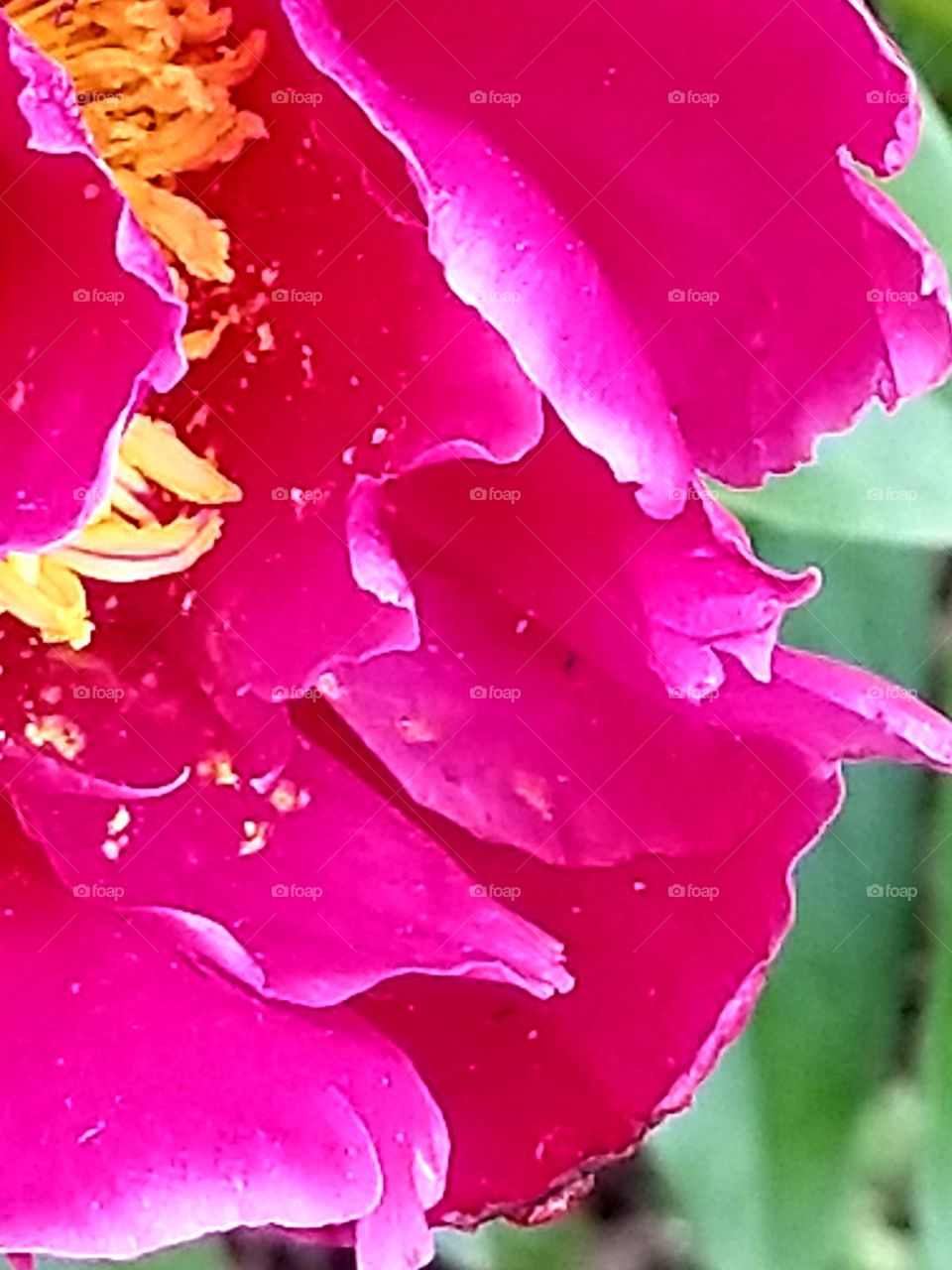pink fuschia peony in bloom, close up with yellow pollen