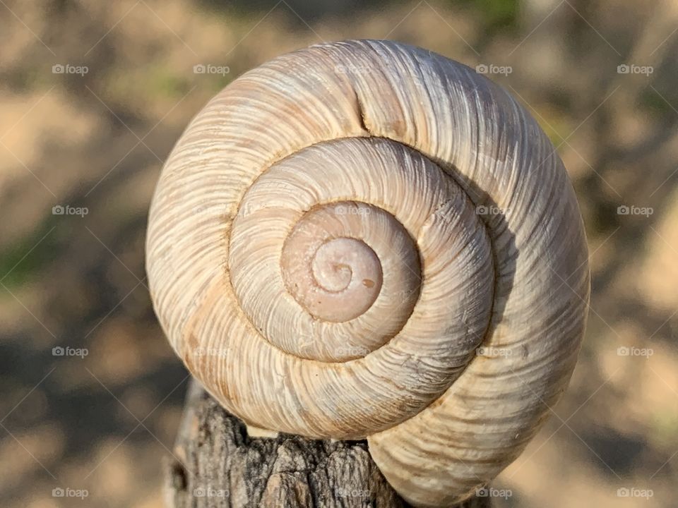 Snail shell 😉